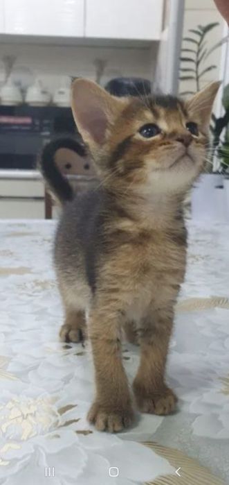 Продам : котята  смешанный парода