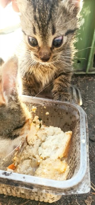 Котенца за грижовни стопани