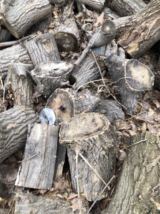 Дрова отдам даром