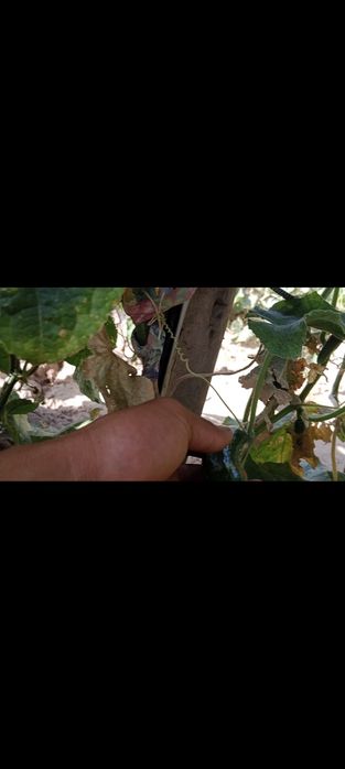 Uy sotiladi zôr narx