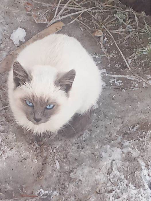 Отдам котенка в добрые руки