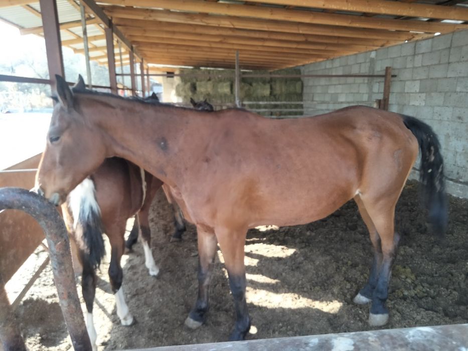 Сельхоз животные