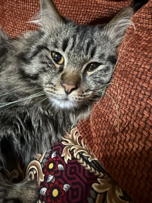 Отдам Кота в добрые руки!!!