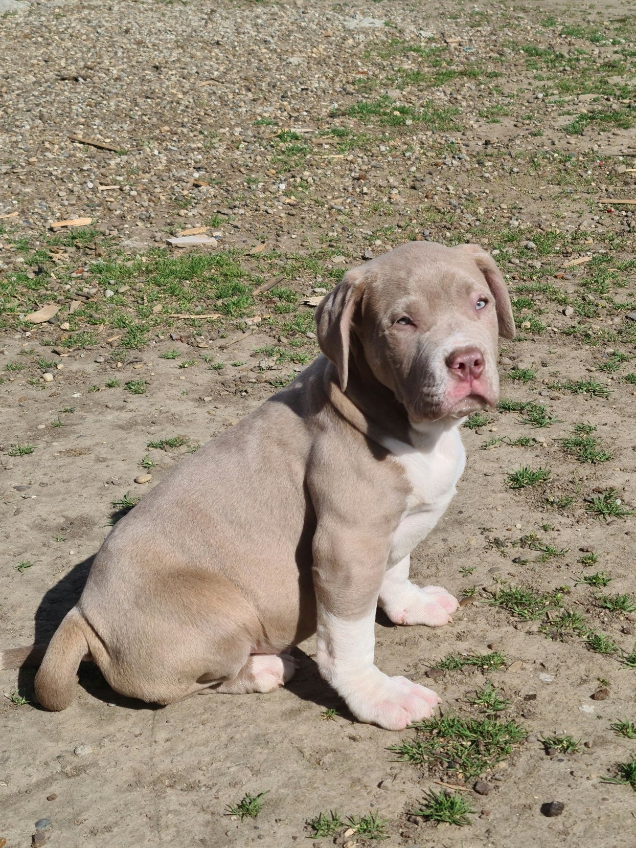 American bully xl