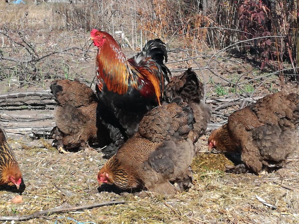 Ouă cochinchina pitic negru bobat, brahma potârnichiu și mii de flori