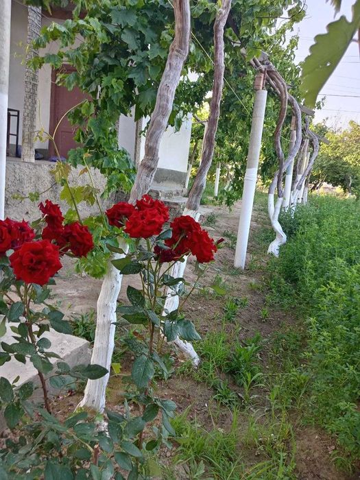 Zo‘r imkoniyat! tayyor 2 xonali uy va keng yer maydoni sotuvda.