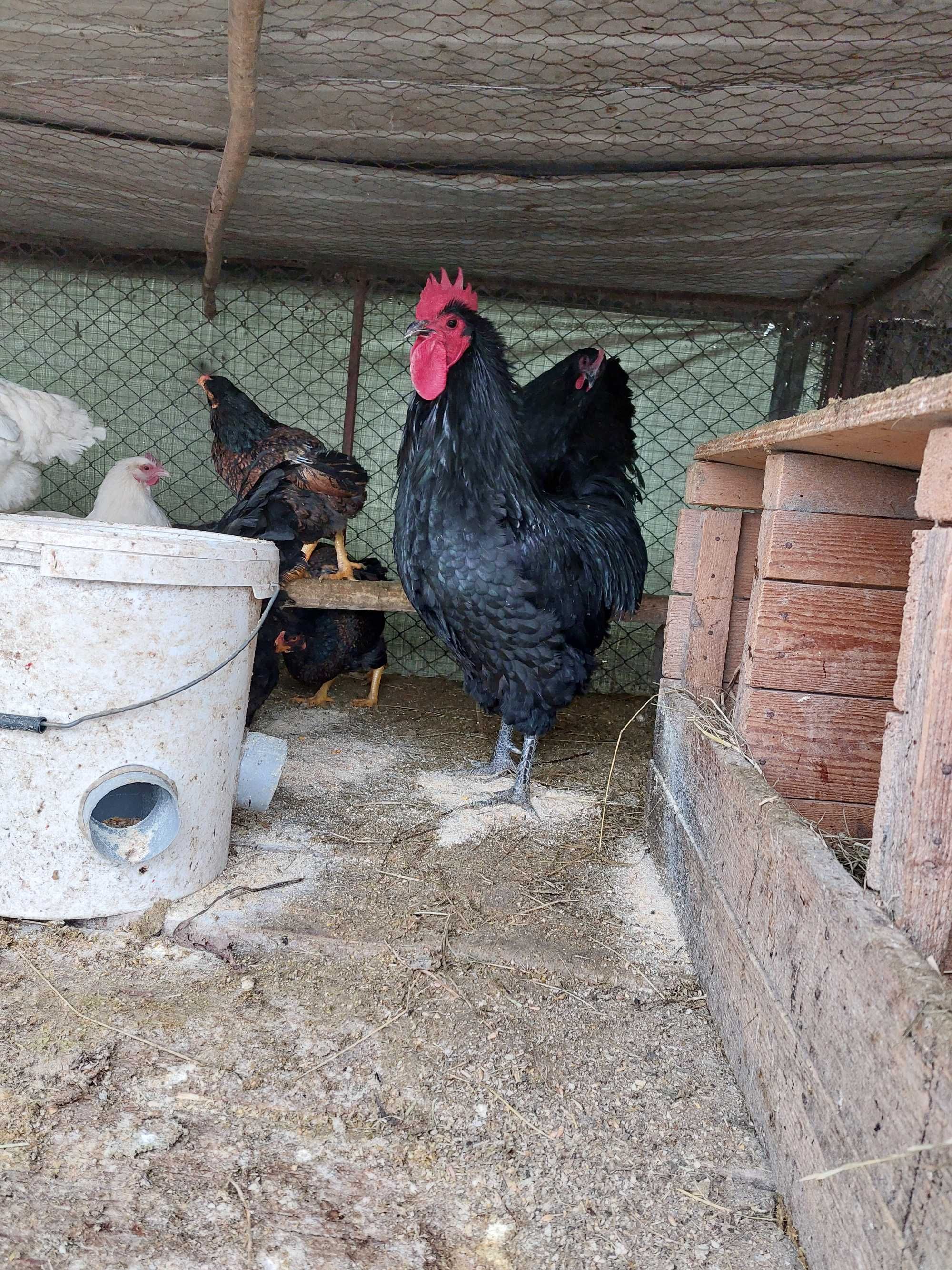 Gaini Australorp Negru