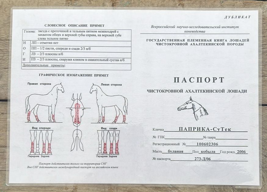 Ахалтекинская чистокровная кобыла, бие, лошадь