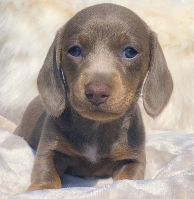 Teckel mascul isabella mini