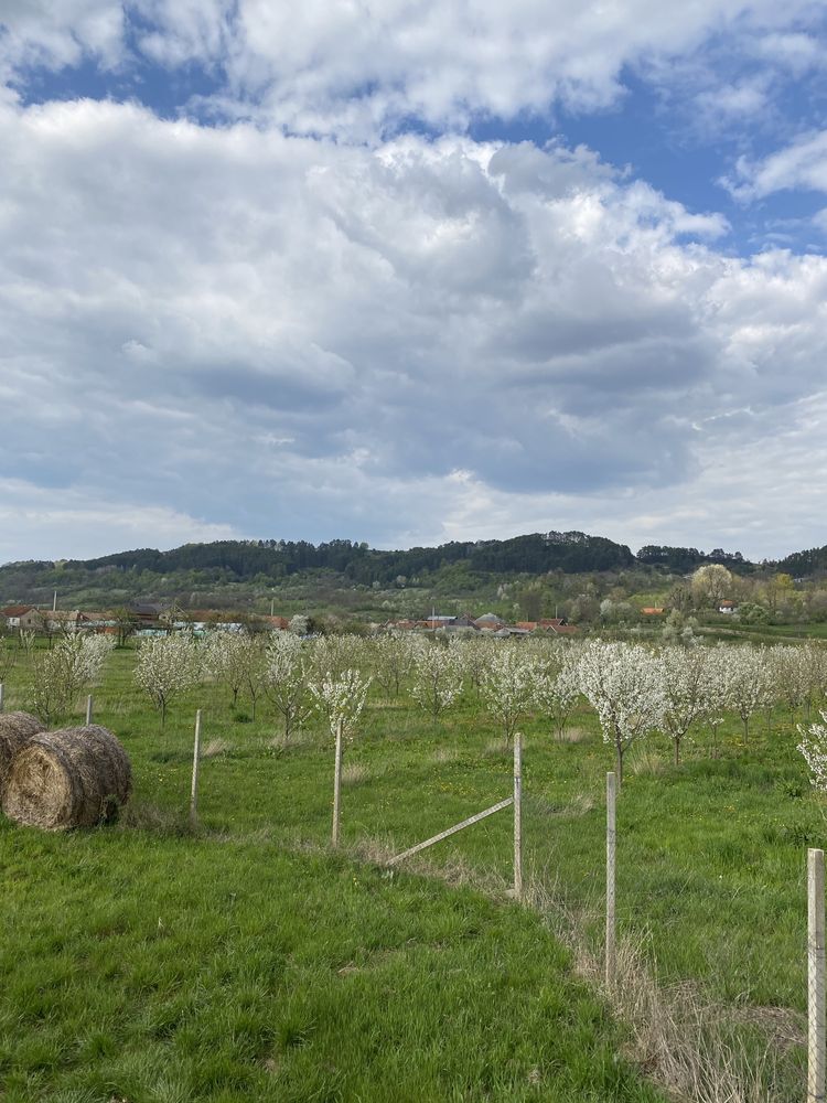 Vand livada de cires 1,4 hectare in com. Auseu