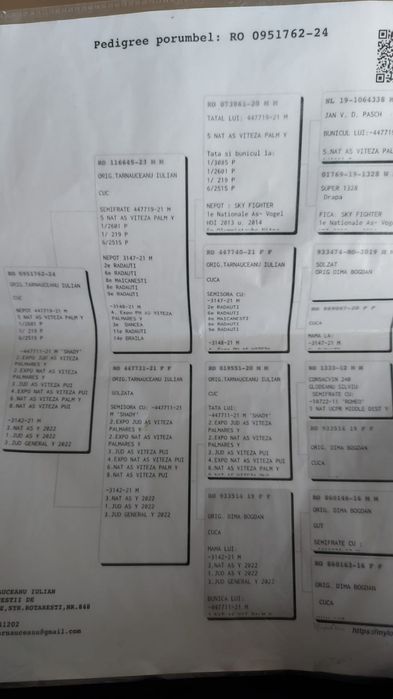 Porumbel  Voiajor viteză