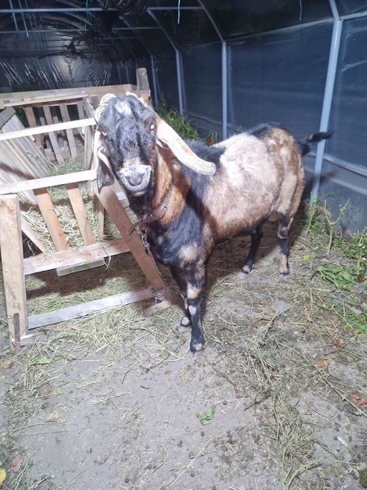 Tap Anglonubian de vanzare