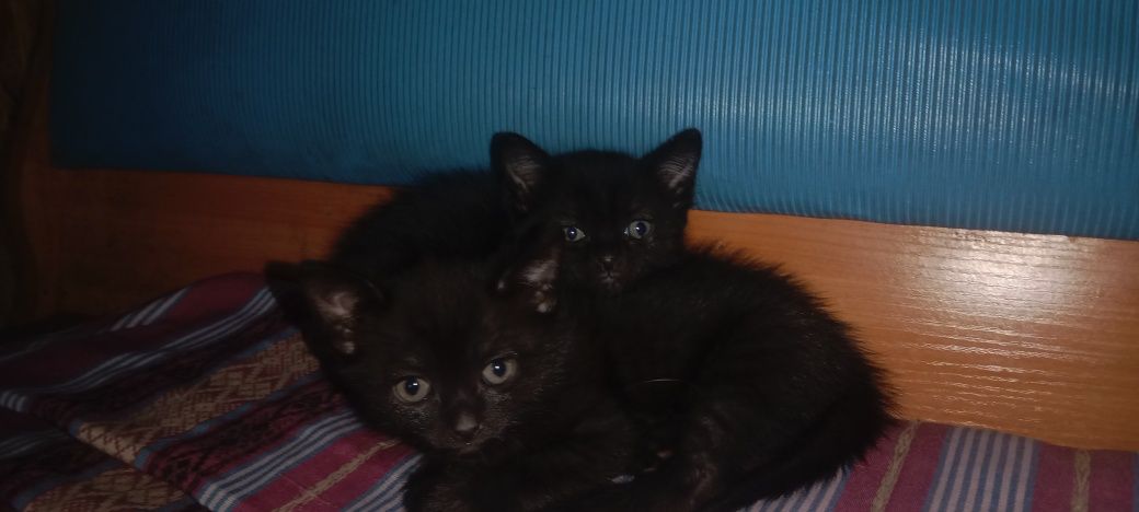 Котята 2 месяца мальчики