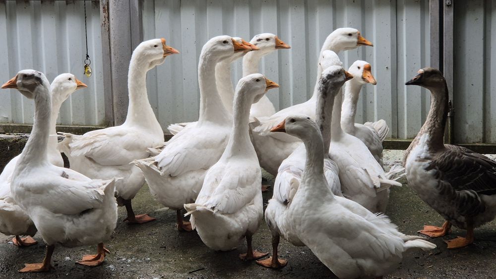 Gâște tinere de ținut sau tăiat