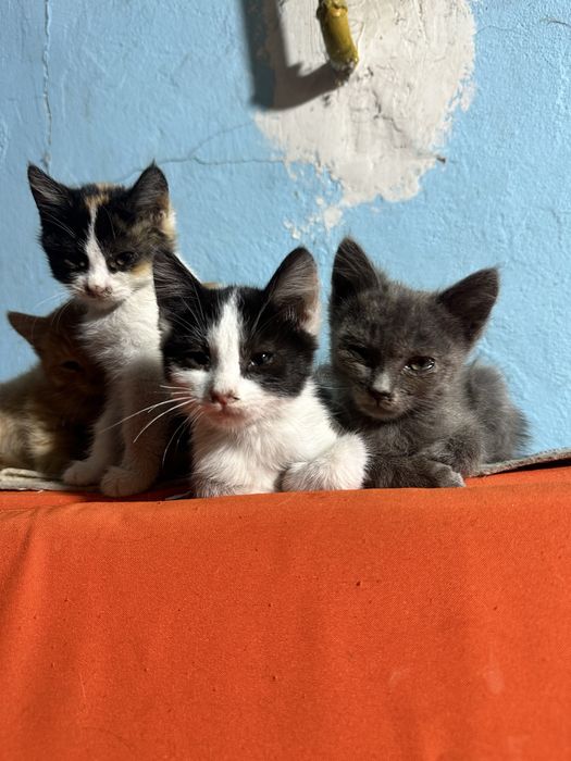 отдам котят в хорошие руки!