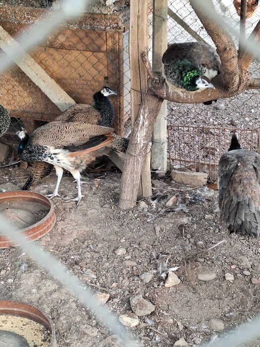 продавам индийски пауни