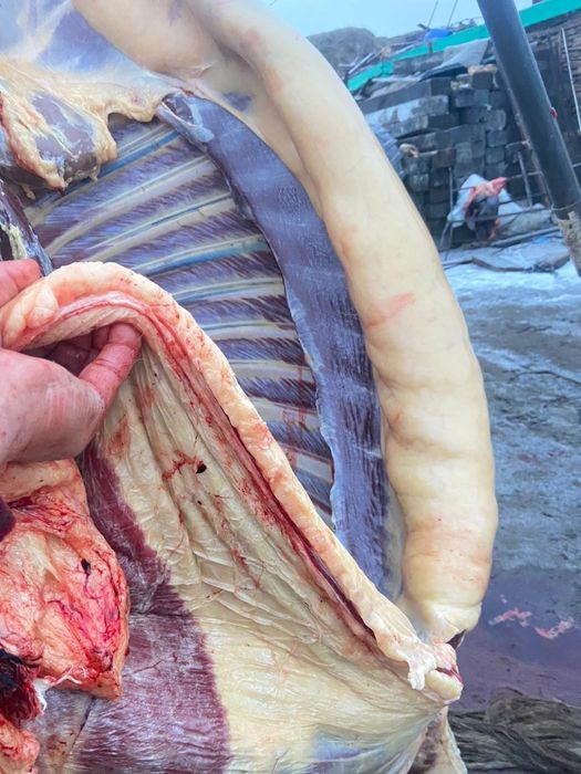 Согым тапсырыс қабылдаймын соғым жылқы сиыр еті