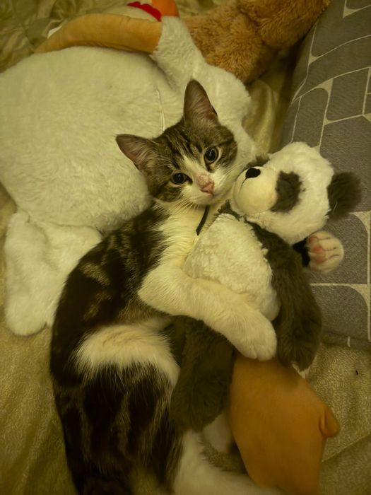 Потерялась кошка