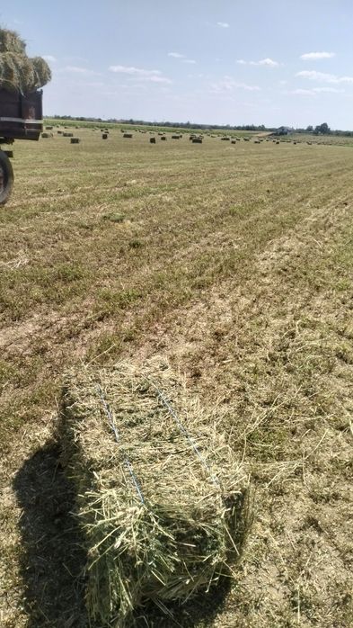 Vând baloți, dreptunghiulari 100x50x40cm, lucernă, fân, ovăz, 7 plante