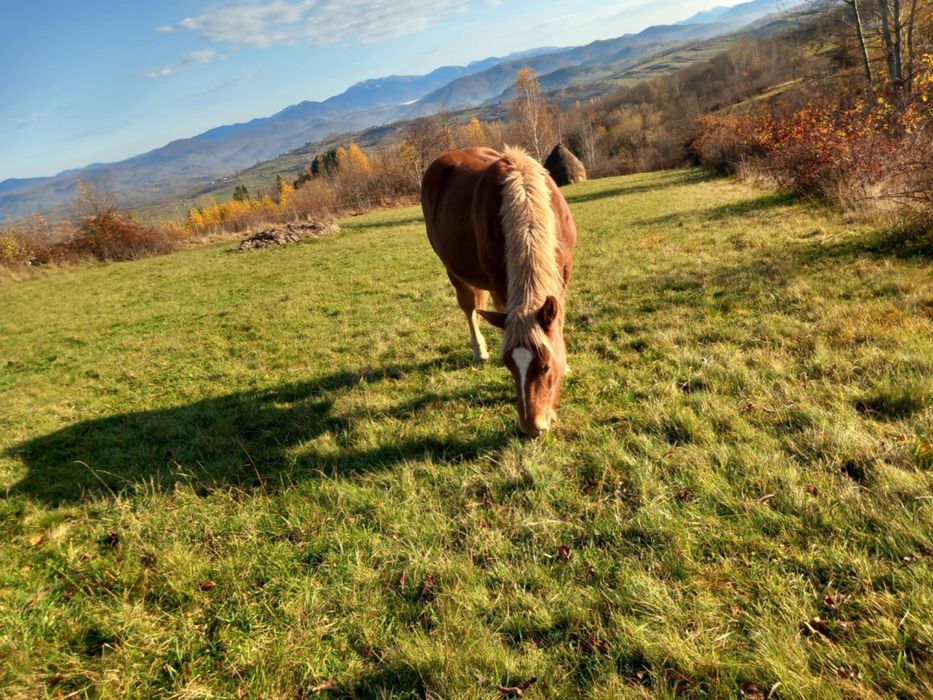 Mânz șarg de vânzare