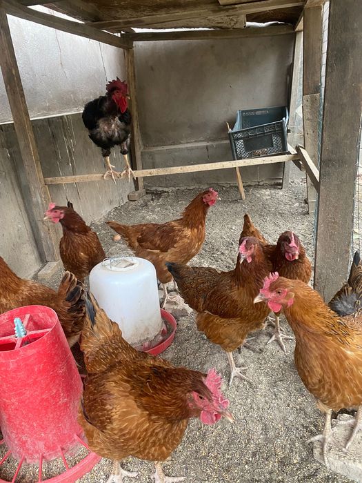 Продам Курей и петуха породы хан хян цена за все