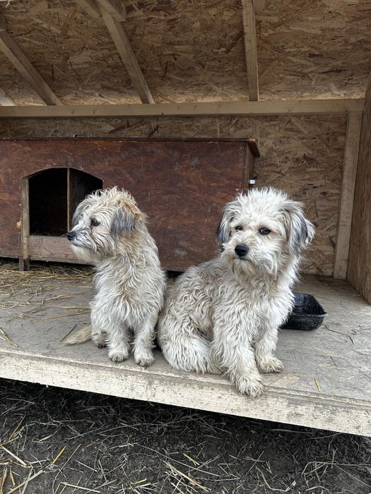 Donez cateluse bisoni