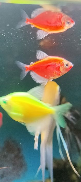 Рыбки аквариумные