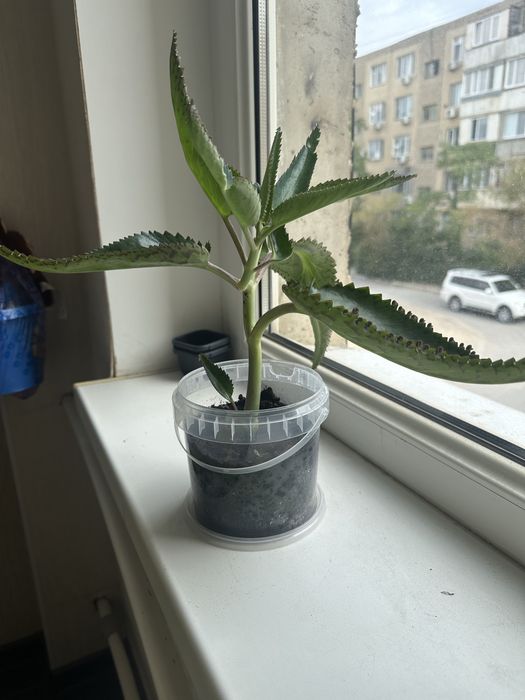 Каланхоэ лечебный