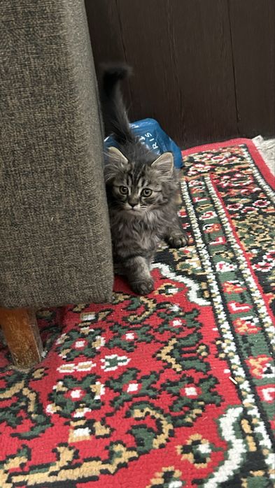 Котенок, домашний