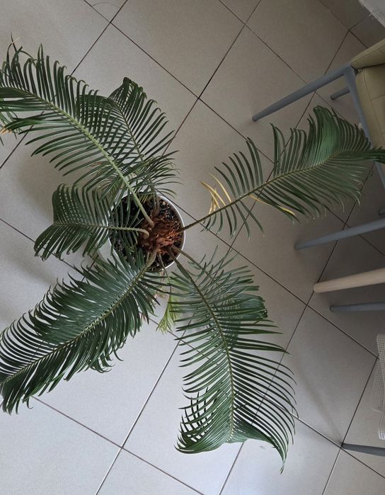 Planta Cycas de apartament