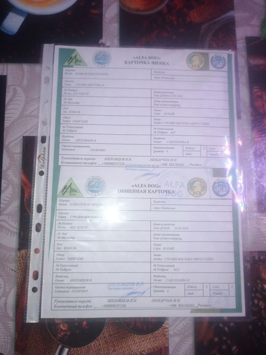 Продаётся девочка кавказская овчарка 6 месяцев