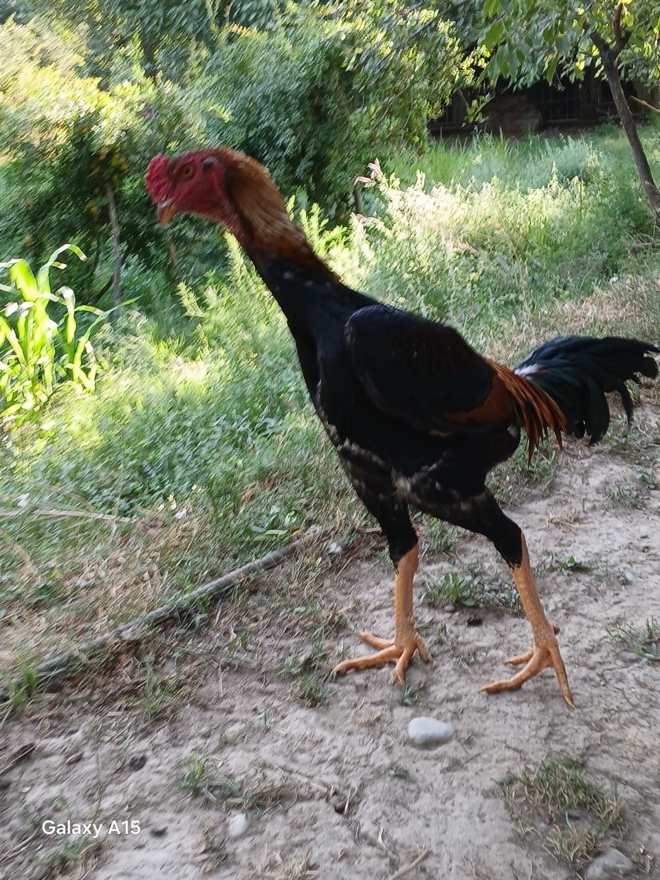 Xoʻrozlar shamo dekabrniki