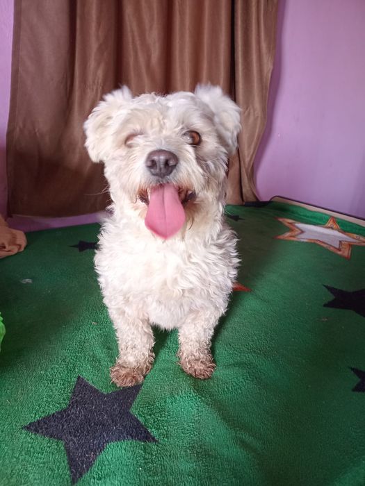 Bichon mascul alb
