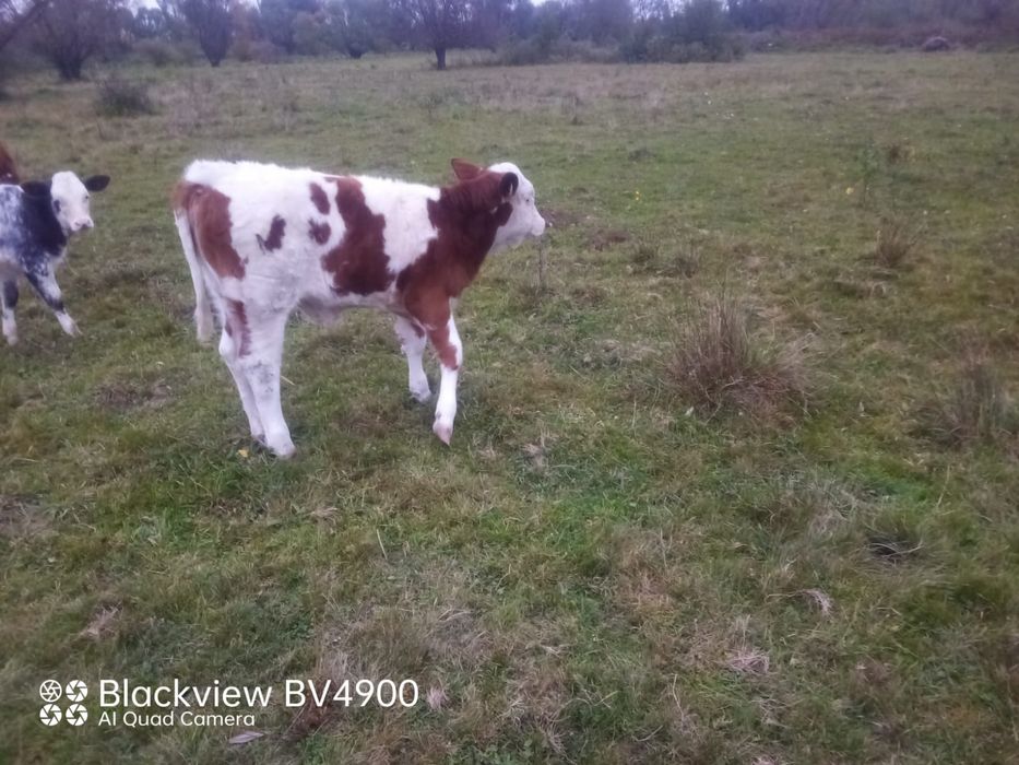 Vând vițele bălțată românească