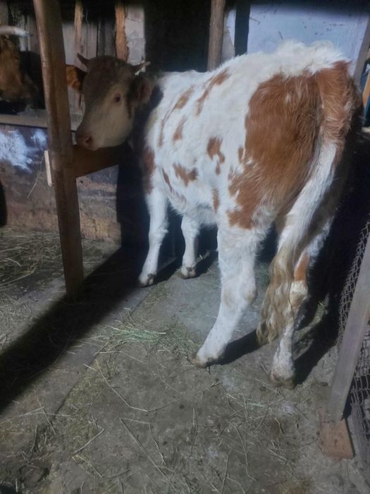 Vând vițiauă din vaca bune de lapte  mai multe la telefon