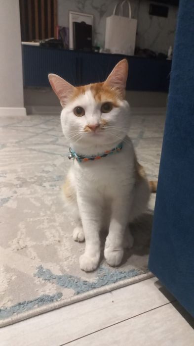 Кот домашний.  1 годик. Бесплатно.