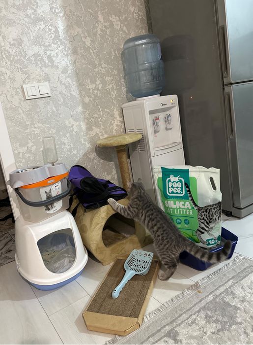 Все для кошки брендовые вещи за 30000тг