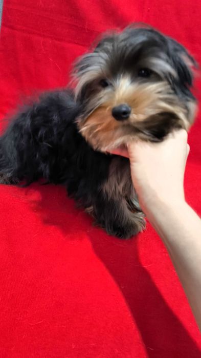 Щенки Йоркширского Терьера!