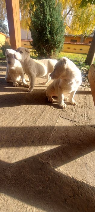 Кавказки вълкодав