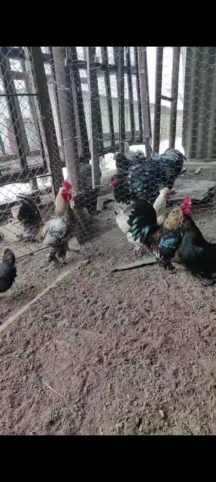 Vănd cocoși de găină sau de iopan
