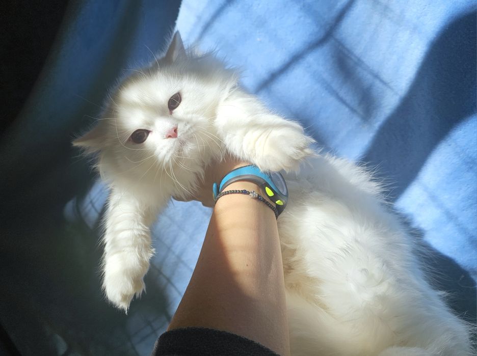 Британско бяло котенце