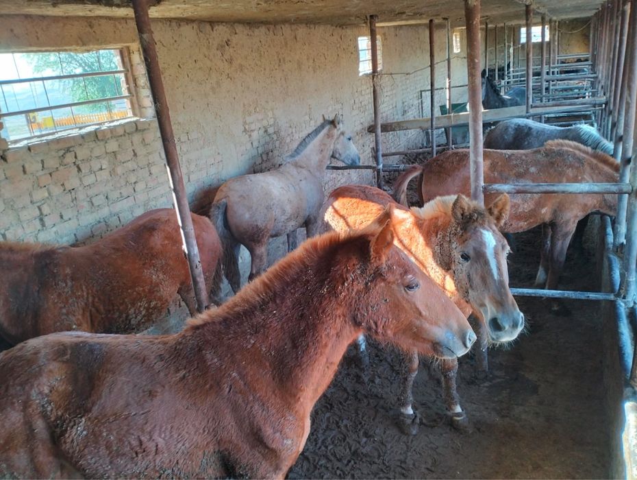 Жылқы қошқарлар сатылымда