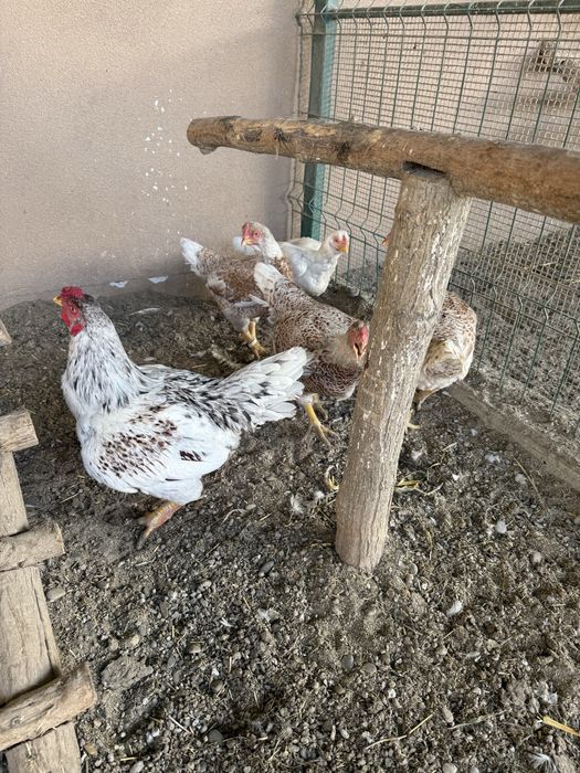 Gaini si cocosi mai multe rase!