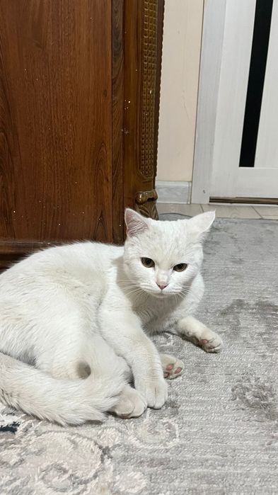 Отдадим в хорошие руки кота и котенка