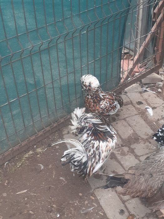 Vând pereche găini padoane portelan