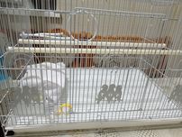 Клетка для попугаев