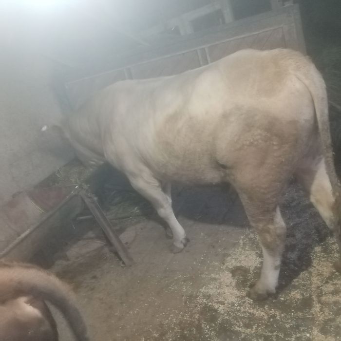 Жондор калсо олдида