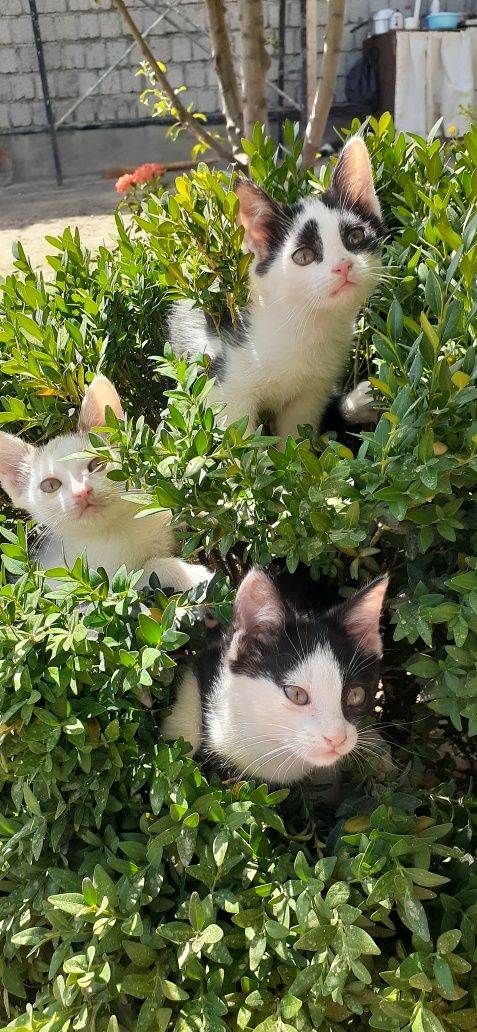Котята в добрые руки!