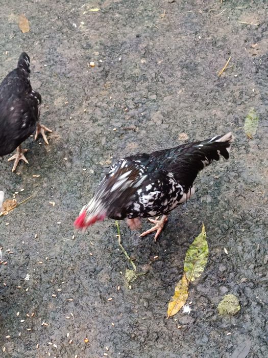 Disponibili cocoși pitici