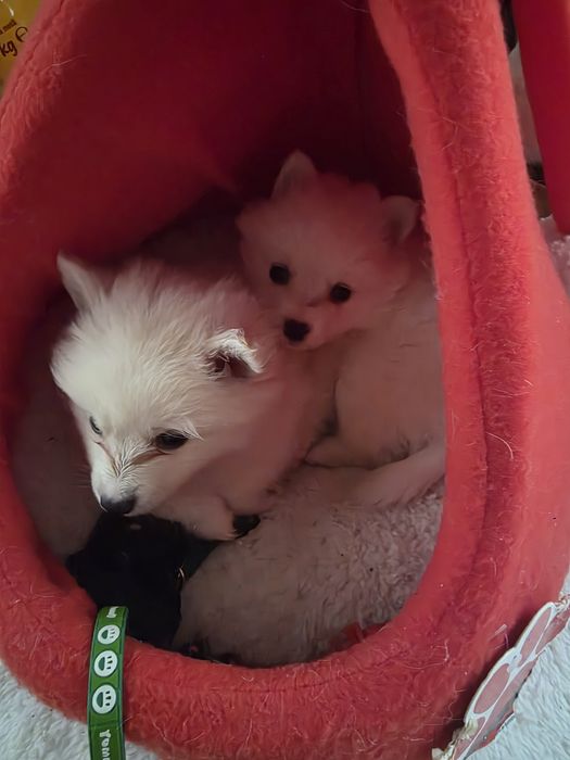 Căței Pomeranian! Cel mai frumos cadou!